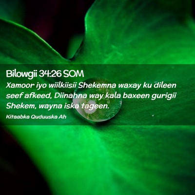 Picture 02 - Bilowgii 34:26 SOM - Xamoor iyo wiilkiisii Shekemna waxay ku dileen - Bible Verse Picture