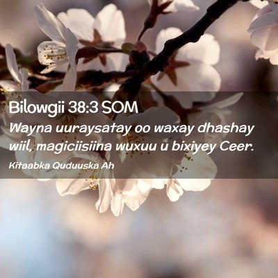 Picture 02 - Bilowgii 38:3 SOM - Wayna uuraysatay oo waxay dhashay wiil, - Bible Verse Picture