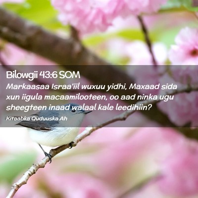 Picture 02 - Bilowgii 43:6 SOM - Markaasaa Israa'iil wuxuu yidhi, Maxaad sida xun - Bible Verse Picture