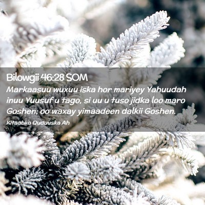 Picture 02 - Bilowgii 46:28 SOM - Markaasuu wuxuu iska hor mariyey Yahuudah inuu - Bible Verse Picture
