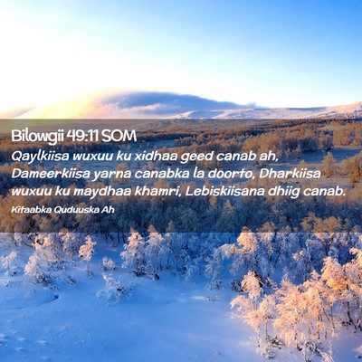 Picture 02 - Bilowgii 49:11 SOM - Qaylkiisa wuxuu ku xidhaa geed canab ah, - Bible Verse Picture