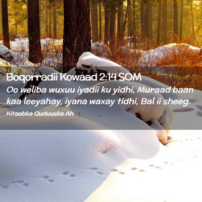 Picture 02 - Boqorradii Kowaad 2:14 SOM - Oo weliba wuxuu iyadii ku yidhi, Muraad baan kaa - Bible Verse Picture