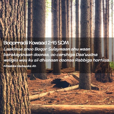 Picture 02 - Boqorradii Kowaad 2:45 SOM - Laakiinse anoo Boqor Sulaymaan ahu waan - Bible Verse Picture