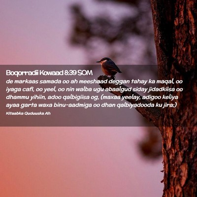 Picture 02 - Boqorradii Kowaad 8:39 SOM - de markaas samada oo ah meeshaad deggan tahay ka - Bible Verse Picture