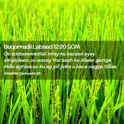 Picture 02 - Boqorradii Labaad 12:20 SOM - Oo addoommadiisii intay ku kaceen ayay - Bible Verse Picture