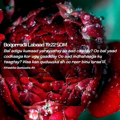 Picture 02 - Boqorradii Labaad 19:22 SOM - Bal adigu kumaad yaraysatay oo aad cayday? Oo bal - Bible Verse Picture