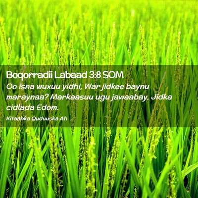 Picture 02 - Boqorradii Labaad 3:8 SOM - Oo isna wuxuu yidhi, War jidkee baynu maraynaa? - Bible Verse Picture