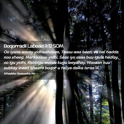 Picture 02 - Boqorradii Labaad 9:12 SOM - Oo iyana waxay yidhaahdeen, Taasu waa been; ee - Bible Verse Picture