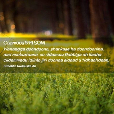 Picture 02 - Caamoos 5:14 SOM - Wanaagga doondoona, sharkase ha doondoonina, aad - Bible Verse Picture