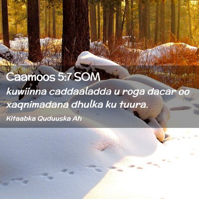 Picture 02 - Caamoos 5:7 SOM - kuwiinna caddaaladda u roga dacar oo xaqnimadana - Bible Verse Picture