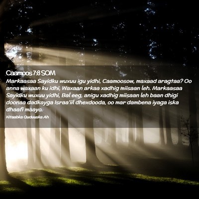 Picture 02 - Caamoos 7:8 SOM - Markaasaa Sayidku wuxuu igu yidhi, Caamoosow, - Bible Verse Picture