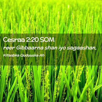 Picture 02 - Cesraa 2:20 SOM - reer Gibbaarna shan iyo - Bible Verse Picture