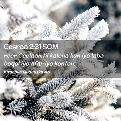 Picture 02 - Cesraa 2:31 SOM - reer Ceelaamtii kalena kun iyo laba boqol iyo - Bible Verse Picture