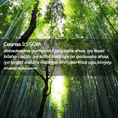 Picture 02 - Cesraa 3:5 SOM - dabadeedna qurbaankii joogtada ahaa, iyo kuwii - Bible Verse Picture