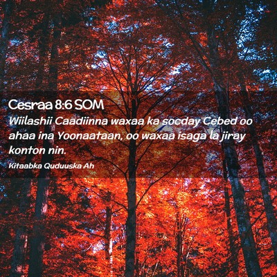 Picture 02 - Cesraa 8:6 SOM - Wiilashii Caadiinna waxaa ka socday Cebed oo ahaa - Bible Verse Picture