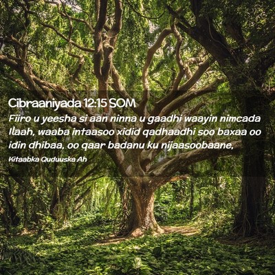 Picture 02 - Cibraaniyada 12:15 SOM - Fiiro u yeesha si aan ninna u gaadhi waayin - Bible Verse Picture