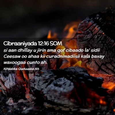 Picture 02 - Cibraaniyada 12:16 SOM - si aan dhillay u jirin ama qof cibaado la' sidii - Bible Verse Picture