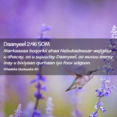 Picture 02 - Daanyeel 2:46 SOM - Markaasaa boqorkii ahaa Nebukadnesar wejigiisa u - Bible Verse Picture