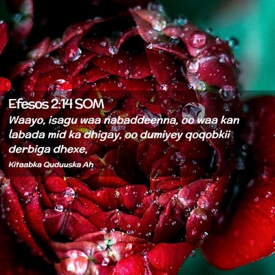 Picture 02 - Efesos 2:14 SOM - Waayo, isagu waa nabaddeenna, oo waa kan labada - Bible Verse Picture