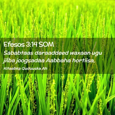 Picture 02 - Efesos 3:14 SOM - Sababtaas daraaddeed waxaan ugu jilba joogsadaa - Bible Verse Picture