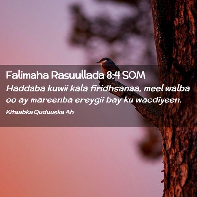 Picture 02 - Falimaha Rasuullada 8:4 SOM - Haddaba kuwii kala firidhsanaa, meel walba oo ay - Bible Verse Picture
