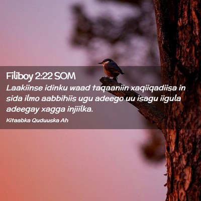 Picture 02 - Filiboy 2:22 SOM - Laakiinse idinku waad taqaaniin xaqiiqadiisa in - Bible Verse Picture