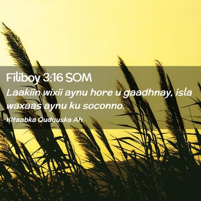 Picture 02 - Filiboy 3:16 SOM - Laakiin wixii aynu hore u gaadhnay, isla waxaas - Bible Verse Picture