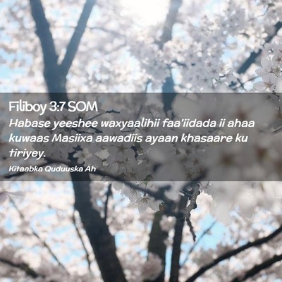 Picture 02 - Filiboy 3:7 SOM - Habase yeeshee waxyaalihii faa'iidada ii ahaa - Bible Verse Picture