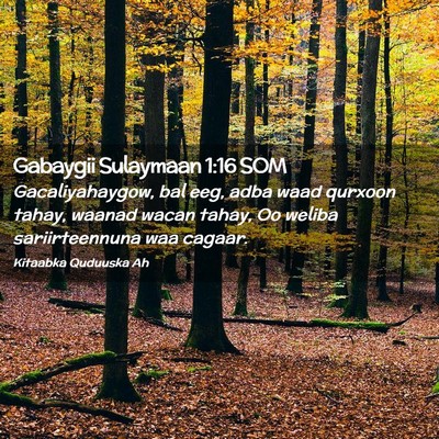 Picture 02 - Gabaygii Sulaymaan 1:16 SOM - Gacaliyahaygow, bal eeg, adba waad qurxoon tahay, - Bible Verse Picture