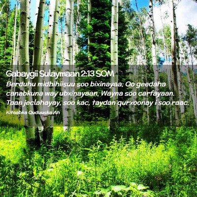 Picture 02 - Gabaygii Sulaymaan 2:13 SOM - Berduhu midhihiisuu soo bixinayaa, Oo geedaha - Bible Verse Picture