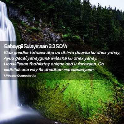 Picture 02 - Gabaygii Sulaymaan 2:3 SOM - Sida geedka tufaaxa ahu uu dhirta duurka ku dhex - Bible Verse Picture