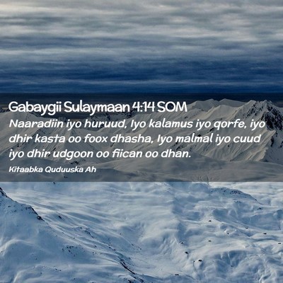 Picture 02 - Gabaygii Sulaymaan 4:14 SOM - Naaradiin iyo huruud, Iyo kalamus iyo qorfe, iyo - Bible Verse Picture