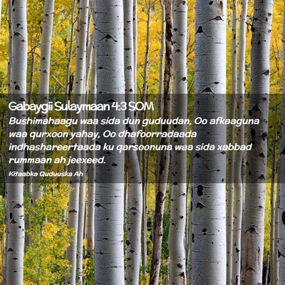 Picture 02 - Gabaygii Sulaymaan 4:3 SOM - Bushimahaagu waa sida dun guduudan, Oo afkaaguna - Bible Verse Picture