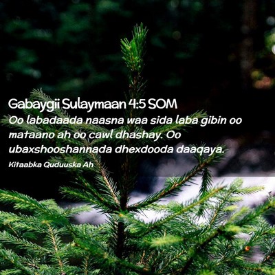 Picture 02 - Gabaygii Sulaymaan 4:5 SOM - Oo labadaada naasna waa sida laba gibin oo - Bible Verse Picture