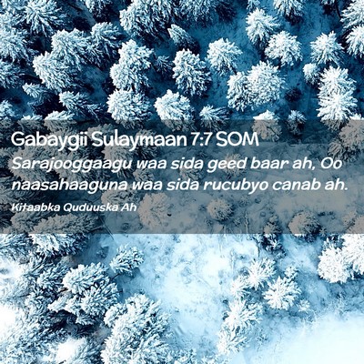 Picture 02 - Gabaygii Sulaymaan 7:7 SOM - Sarajooggaagu waa sida geed baar ah, Oo - Bible Verse Picture