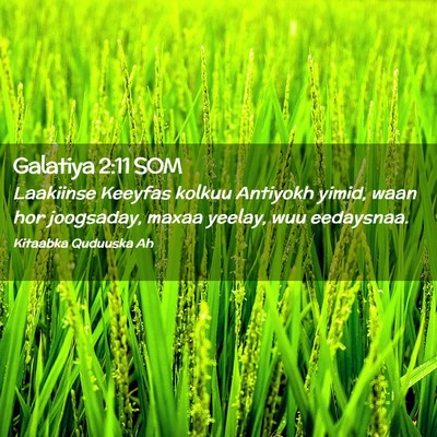Picture 02 - Galatiya 2:11 SOM - Laakiinse Keeyfas kolkuu Antiyokh yimid, waan hor - Bible Verse Picture