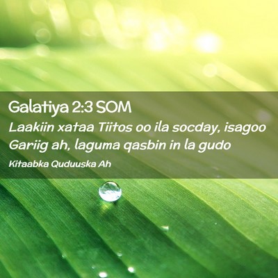 Picture 02 - Galatiya 2:3 SOM - Laakiin xataa Tiitos oo ila socday, isagoo Gariig - Bible Verse Picture