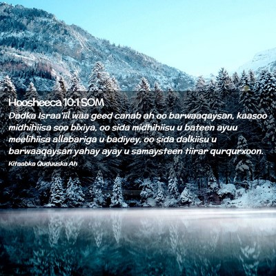 Picture 02 - Hoosheeca 10:1 SOM - Dadka Israa'iil waa geed canab ah oo - Bible Verse Picture