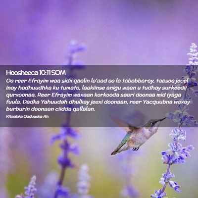 Picture 02 - Hoosheeca 10:11 SOM - Oo reer Efrayim waa sidii qaalin lo'aad oo la - Bible Verse Picture