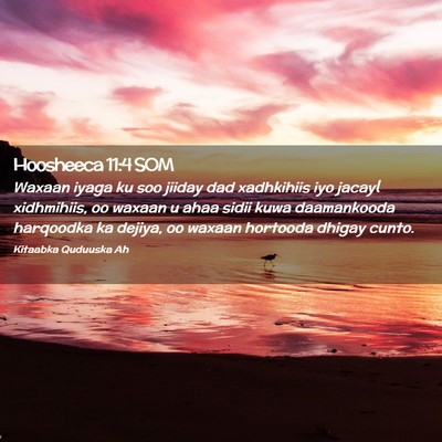 Picture 02 - Hoosheeca 11:4 SOM - Waxaan iyaga ku soo jiiday dad xadhkihiis iyo - Bible Verse Picture
