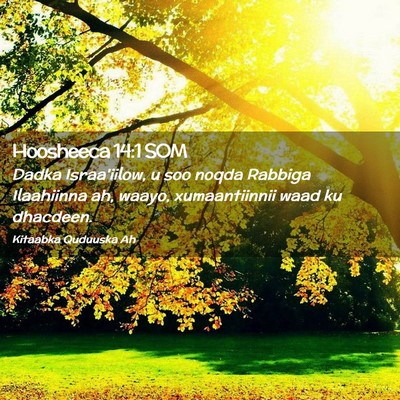 Picture 02 - Hoosheeca 14:1 SOM - Dadka Israa'iilow, u soo noqda Rabbiga Ilaahiinna - Bible Verse Picture