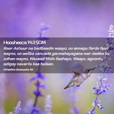 Picture 02 - Hoosheeca 14:3 SOM - Reer Ashuur na badbaadin maayo, oo annagu fardo - Bible Verse Picture