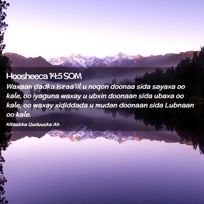 Picture 02 - Hoosheeca 14:5 SOM - Waxaan dadka Israa'iil u noqon doonaa sida sayaxa - Bible Verse Picture