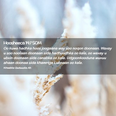 Picture 02 - Hoosheeca 14:7 SOM - Oo kuwa hadhka hoos joogaana way soo noqon - Bible Verse Picture