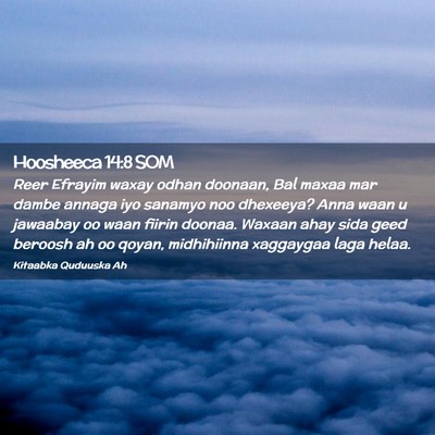 Picture 02 - Hoosheeca 14:8 SOM - Reer Efrayim waxay odhan doonaan, Bal maxaa mar - Bible Verse Picture