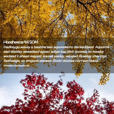 Picture 02 - Hoosheeca 4:6 SOM - Dadkaygu waxay u baabba'aan aqoondarro - Bible Verse Picture
