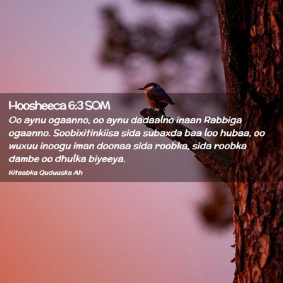 Picture 02 - Hoosheeca 6:3 SOM - Oo aynu ogaanno, oo aynu dadaalno inaan Rabbiga - Bible Verse Picture
