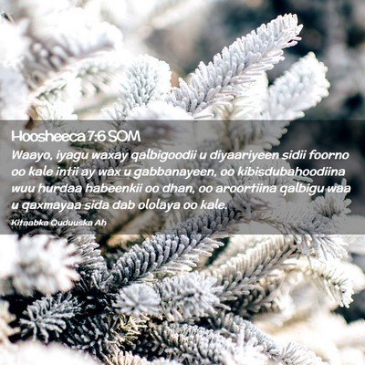 Picture 02 - Hoosheeca 7:6 SOM - Waayo, iyagu waxay qalbigoodii u diyaariyeen - Bible Verse Picture