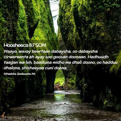 Picture 02 - Hoosheeca 8:7 SOM - Waayo, waxay beertaan dabaysha, oo dabaysha - Bible Verse Picture