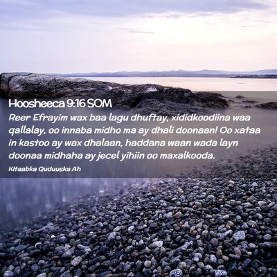 Picture 02 - Hoosheeca 9:16 SOM - Reer Efrayim wax baa lagu dhuftay, xididkoodiina - Bible Verse Picture